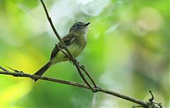 Black-billed Flycatcher